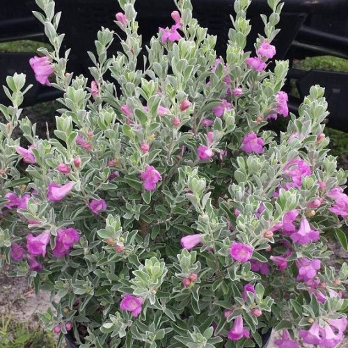 LEUCOPHYLLUM FRUTESCENS (SAUGE DU DESERT)