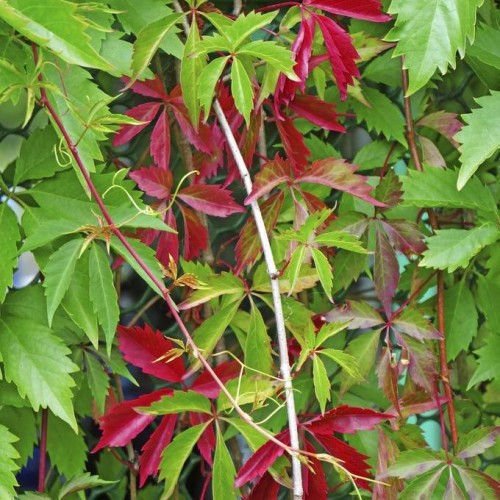 PARTHENOCISSUS QUINQUEFOLIA (VIGNE VIERGE)