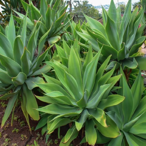 AGAVE ATTENUATA