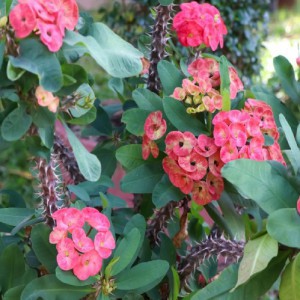 EUPHORBIA MILII