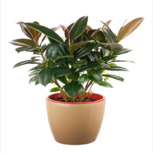 FICUS ELASTICA
