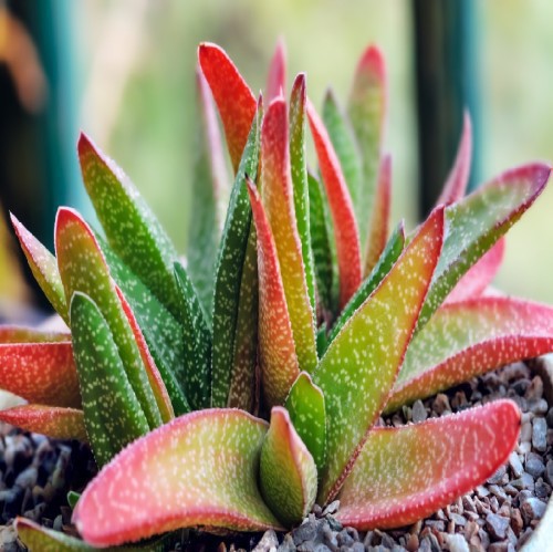 ALOE GASTERIA NITIDA