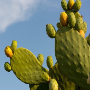 OPUNTIA FICUS INDICA SANS EPINE