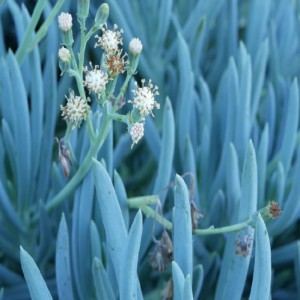 SENECIO REPENS