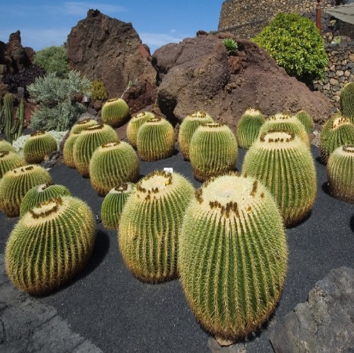 ECHINOCACTUS GRUSONII (TOUFFE)