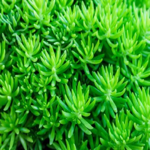 CRASSULA TETRAGONA