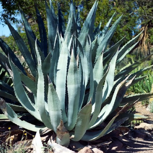 AGAVE AMERICANA