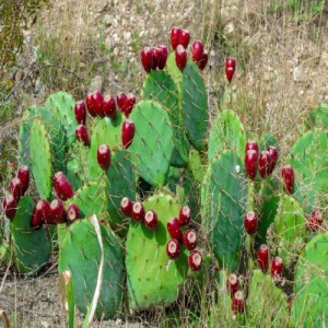 OPUNTIA ACICULATA