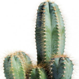 PILOSOCEREUS AZUREUS