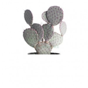 OPUNTIA VIOLACEA SANTA RITA