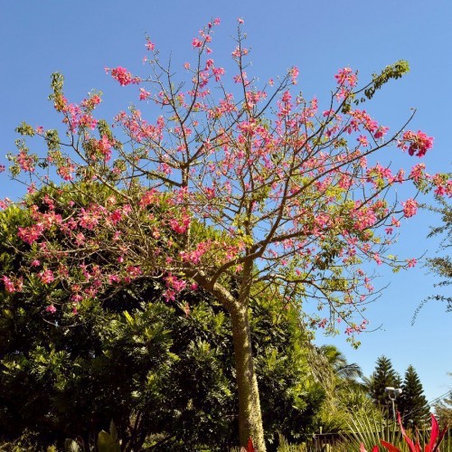 BAUHINIA ALBA (ARBRES AUX ORCHIDEES)