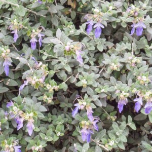Variant 2
