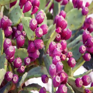 OPUNTIA GOSSELINIANA