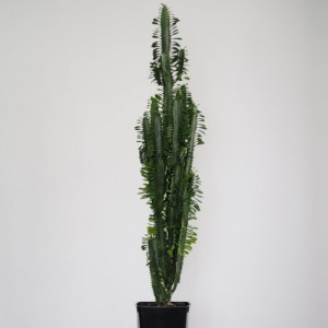 EUPHORBIA HERMENTHIANA