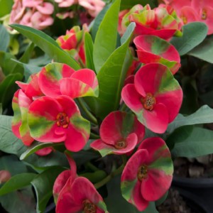 EUPHORBIA MILII