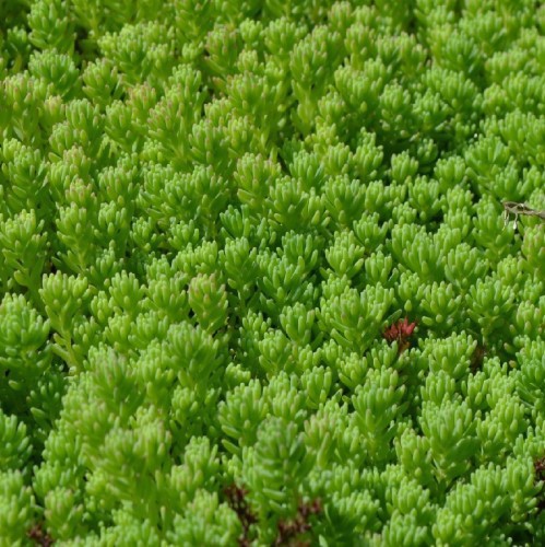 SEDUM ACRE VERT CLAIR