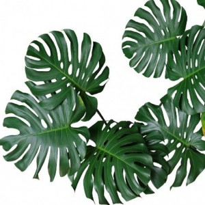 Variant 8
