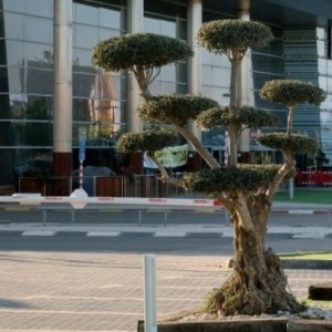 OLEA EUROPAEA (OLIVIER MULTIBOULES)