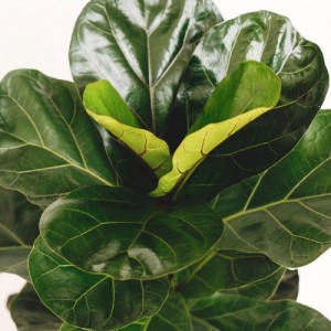 FICUS LYRATA