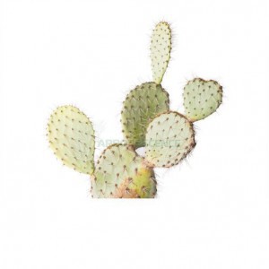 OPUNTIA FEROX