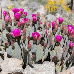 OPUNTIA BASILARIS