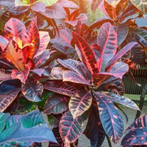 CODIAEUM VARIEGATUM PETRA VERTAKT