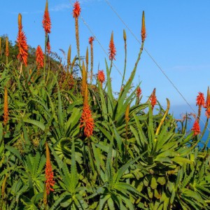 ALOE GRANDIFLORA
