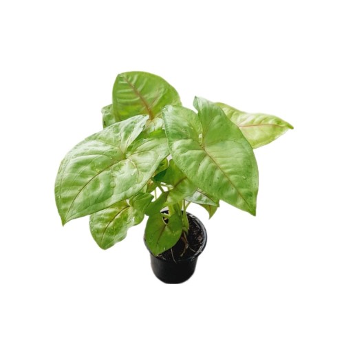 SYNGONIUM