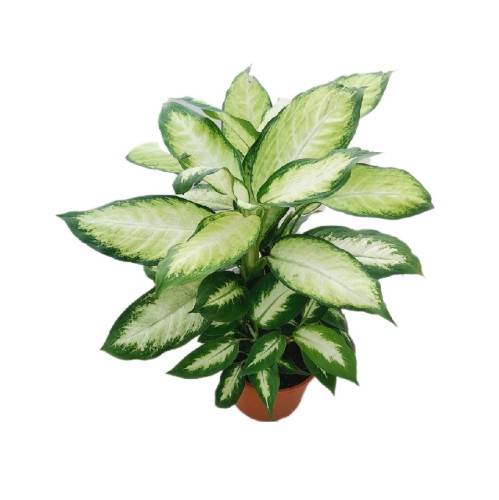 DIEFFENBACHIA