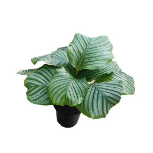 CALATHEA