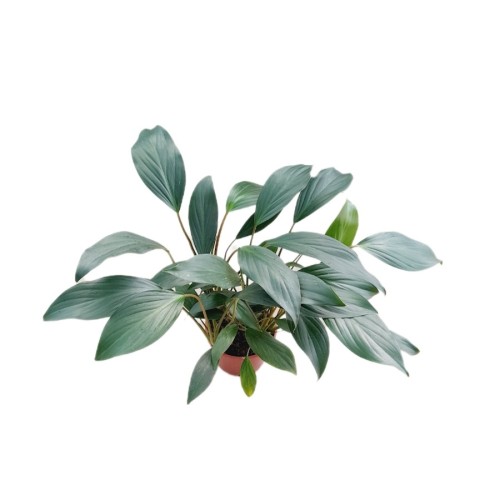 HOMALOMENA