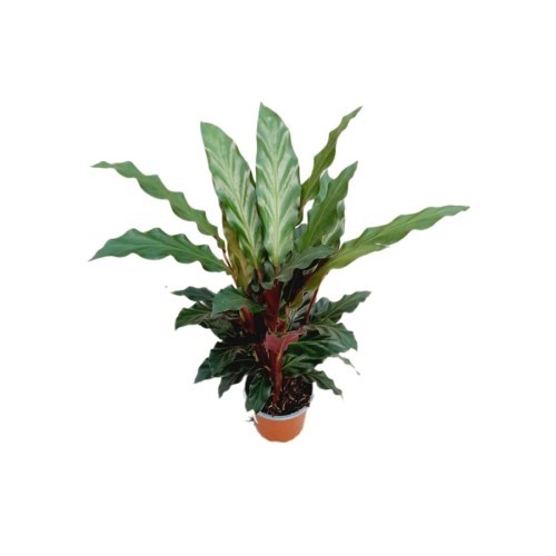 CALATHEA