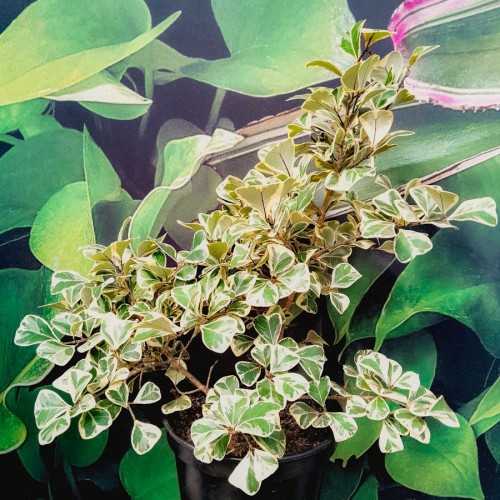 FICUS SWEETHEART