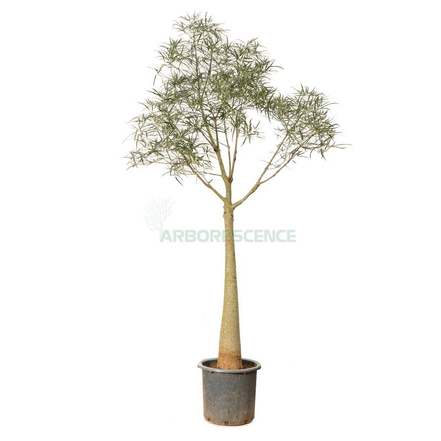 BRACHYCHITON RUPESTRIS (ARBRES BOUTEILLE)
