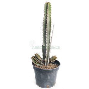 EUPHORBIA CANARIENSIS