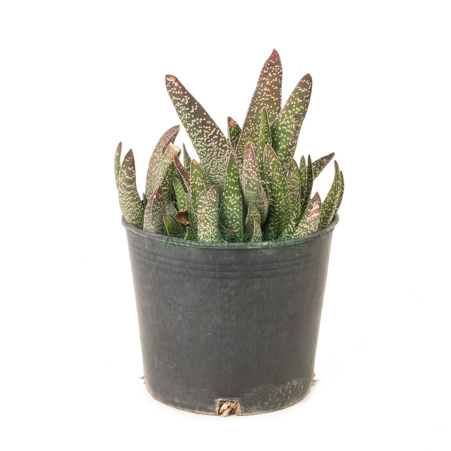 ALOE GASTERIA NITIDA