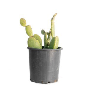 OPUNTIA MICRODASYS ALBATA