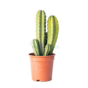POLASKIA CHICHIPE