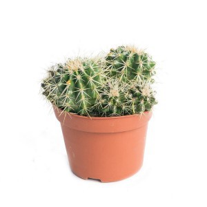 ECHINOCACTUS GRUSONII