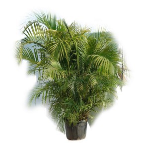 DYPSIS LUTESCENS (ARECA)