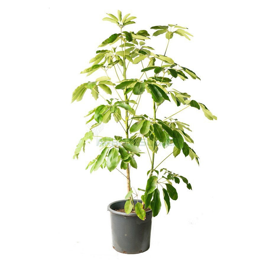 SCHEFFLERA ACTINOPHYLLA