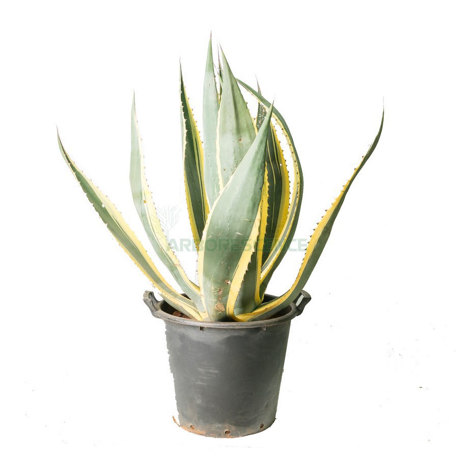 Variant 3