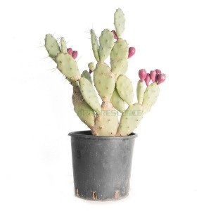 OPUNTIA GOSSELINIANA