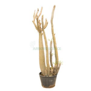 PACHYPODIUM LAMEREI