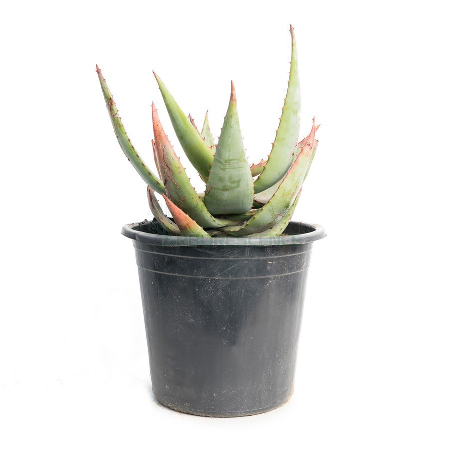 ALOE FEROX