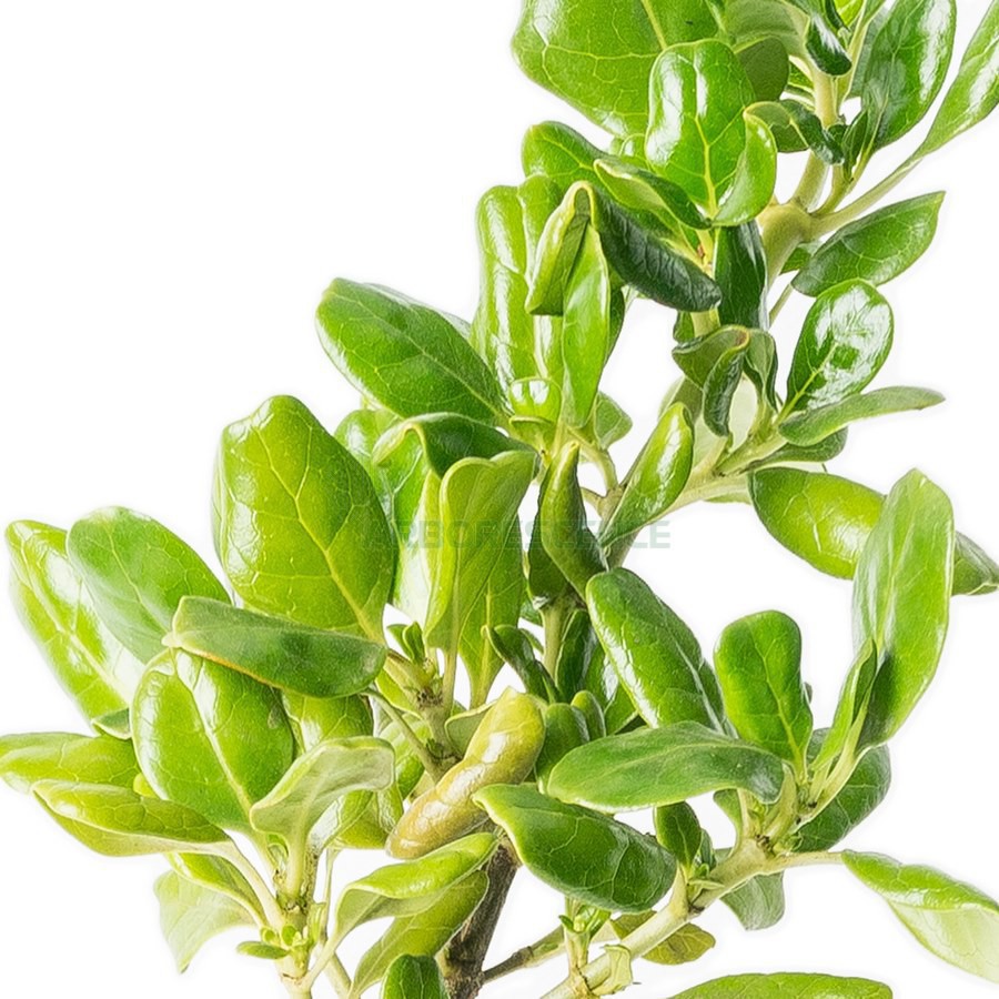 Variant 2