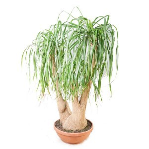 NOLINA RECURVATA