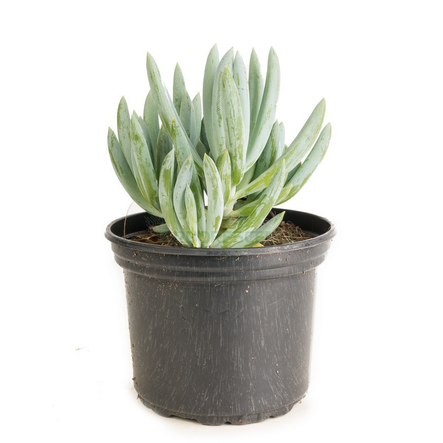 SENECIO