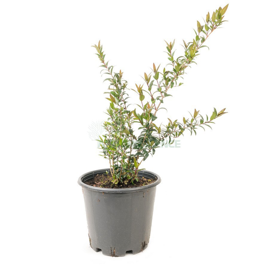 MYRTUS COMMUNIS