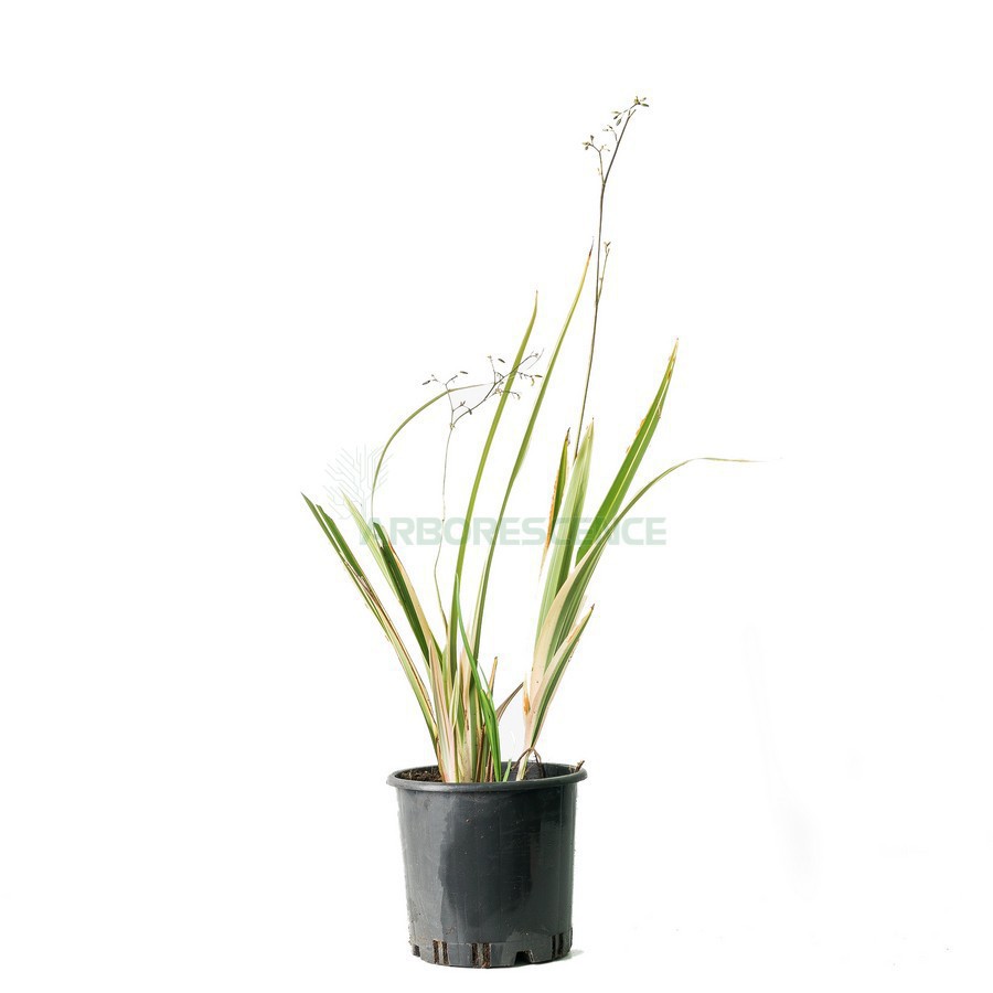 DIANELLA TASMANICA VARIEGATA